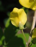 Laburnum anagyroides. Цветок. Украина, г. Запорожье, возле Прибрежной автомагистрали, озеленение. 01.05.2016.