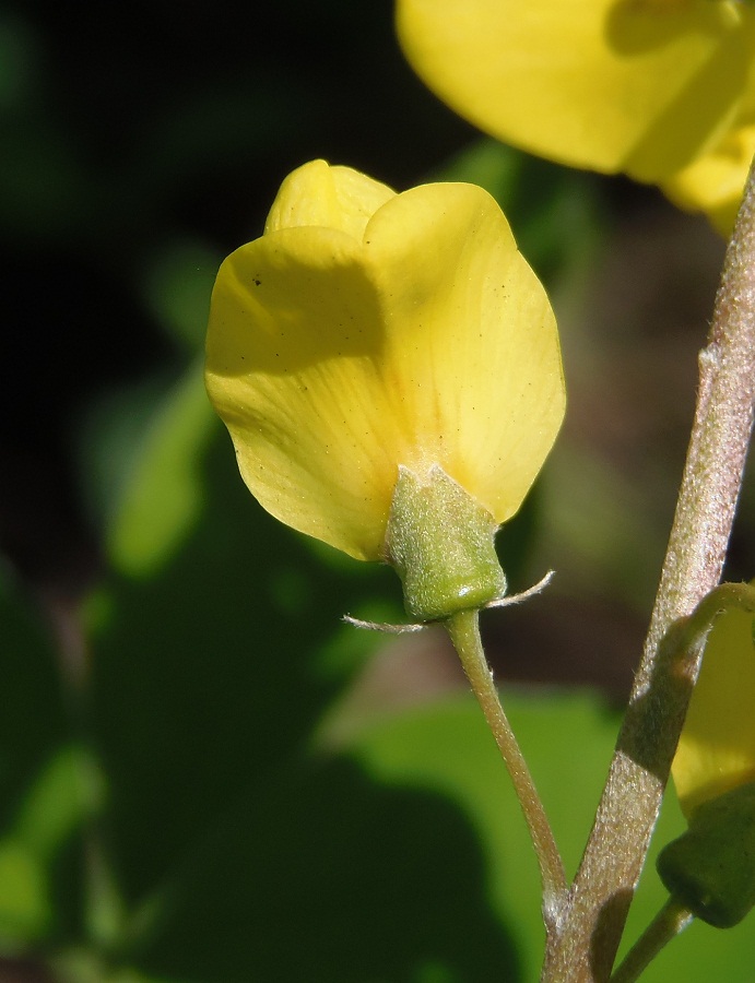 Image of Laburnum anagyroides specimen.