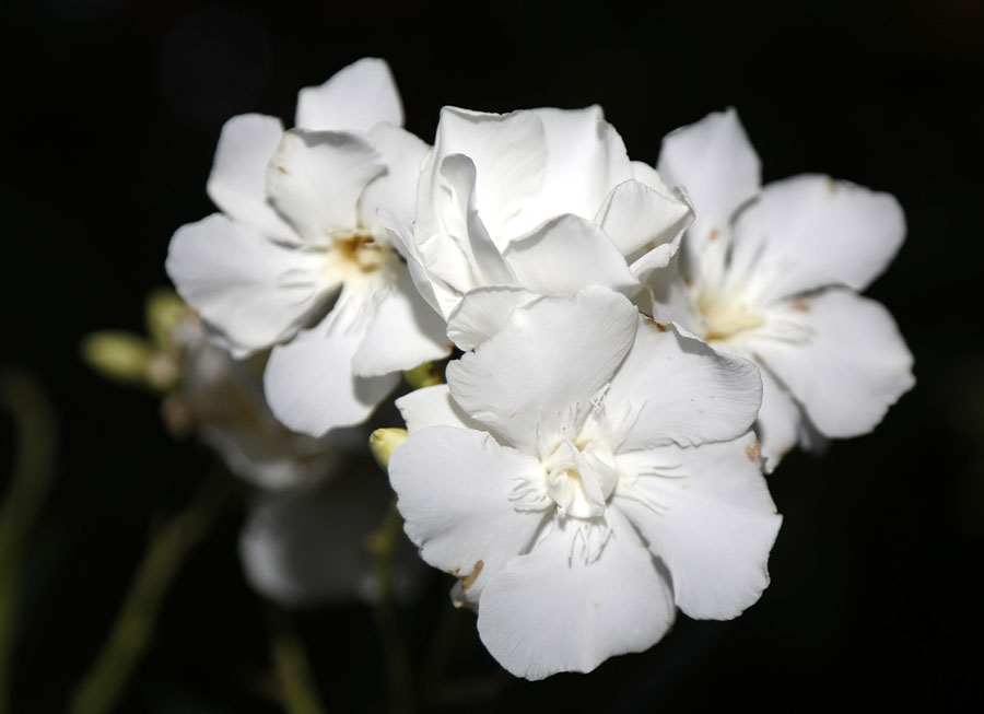 Image of Nerium oleander specimen.