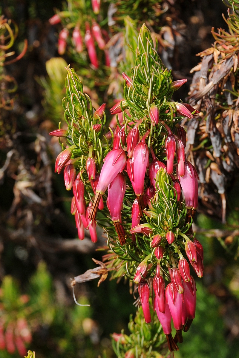 Image of Erica plukenetii specimen.