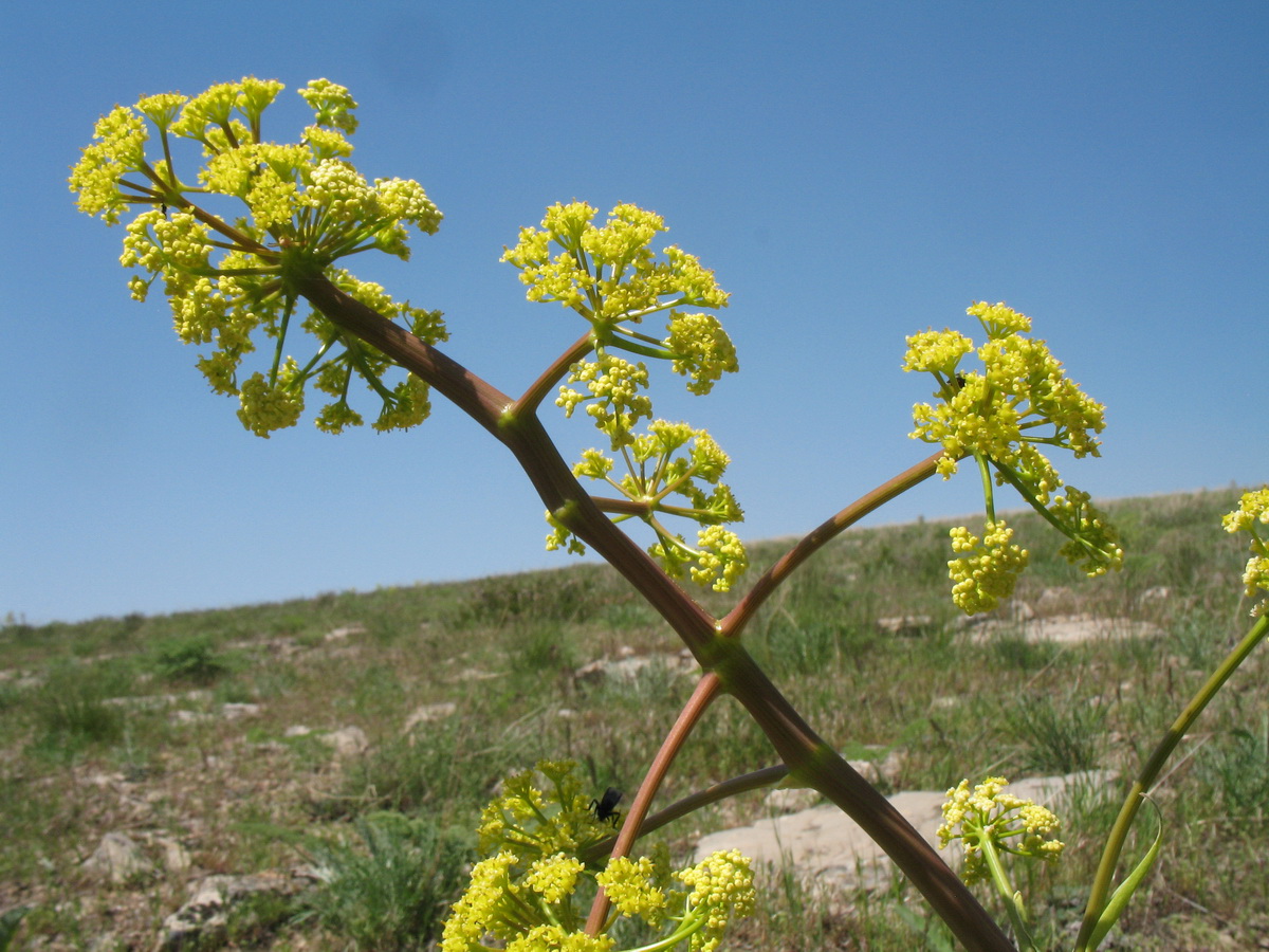 Image of Ferula pallida specimen.