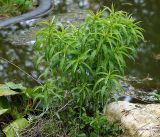 Veronica longifolia