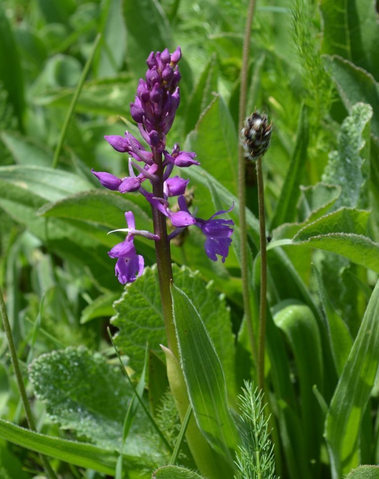 Image of Orchis mascula specimen.