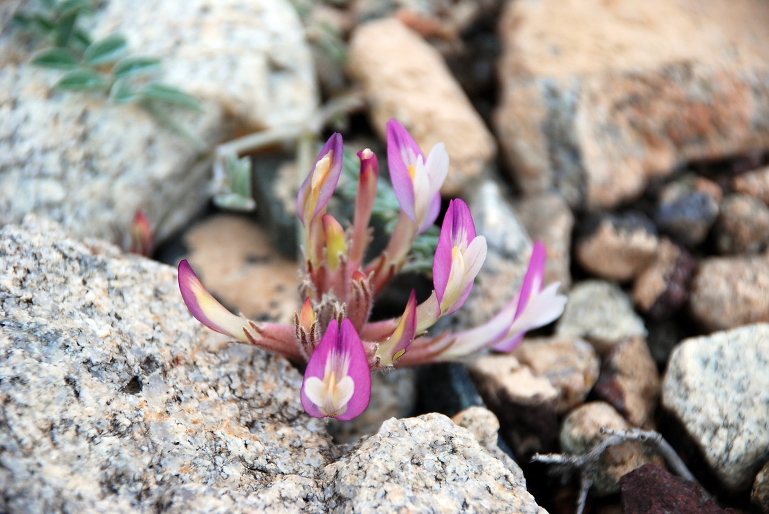 Изображение особи род Astragalus.