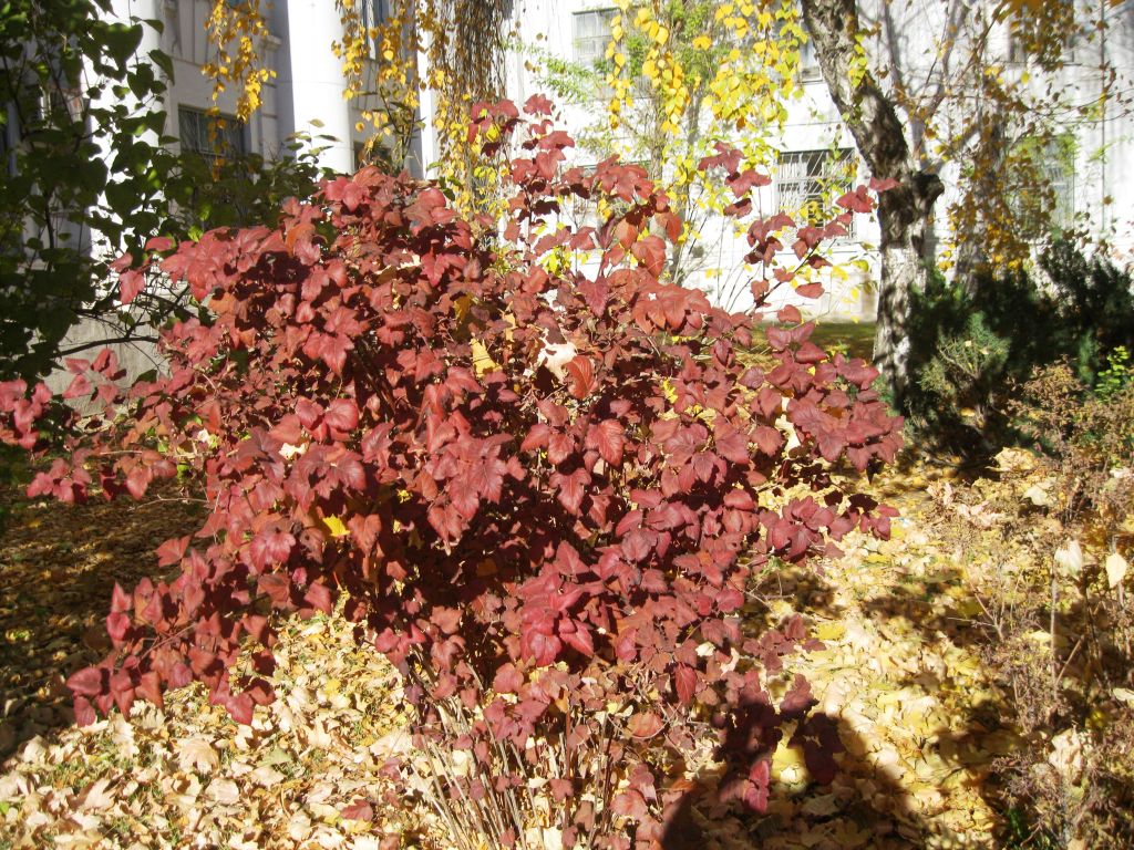 Image of Physocarpus opulifolius specimen.