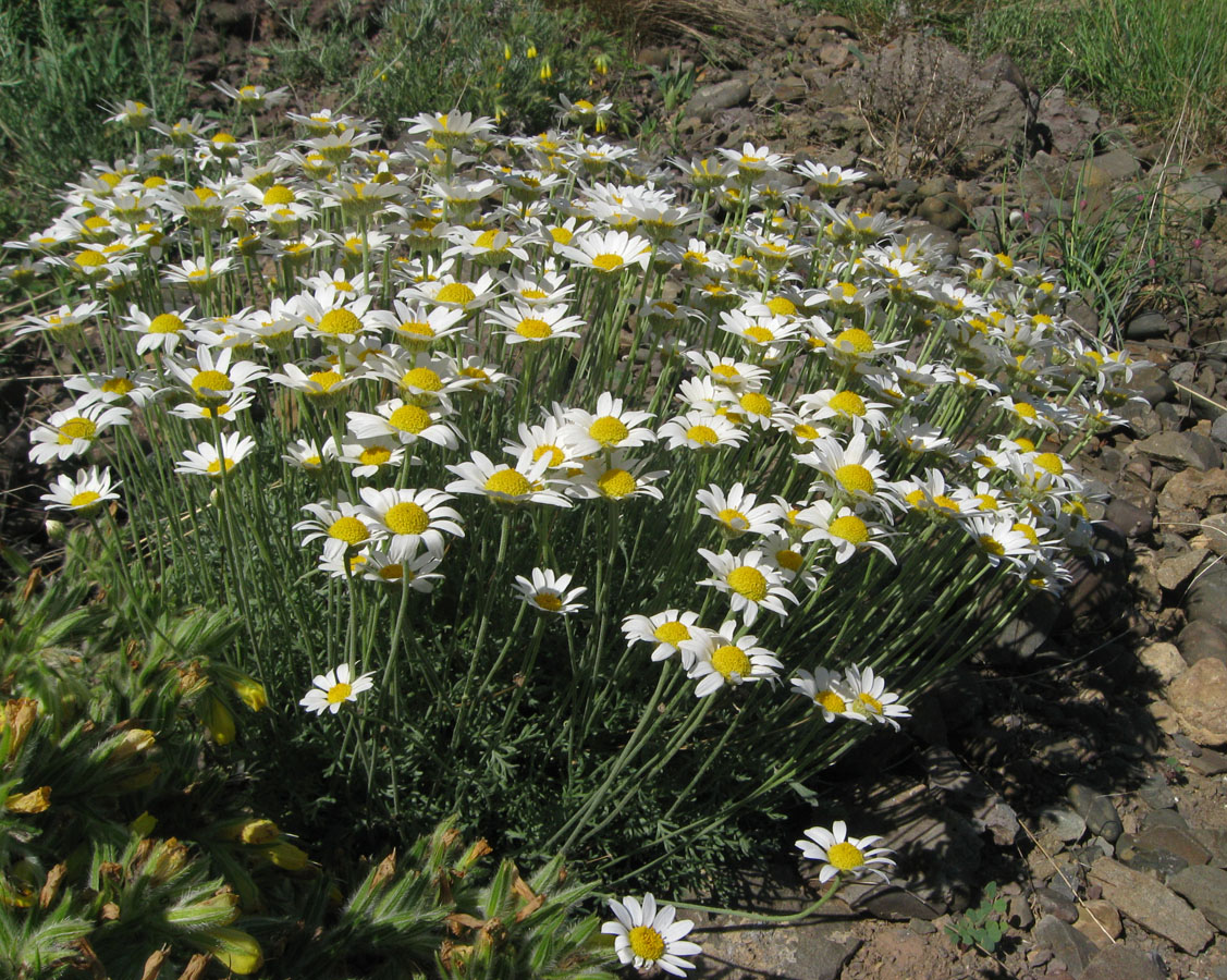 Изображение особи Anthemis sterilis.