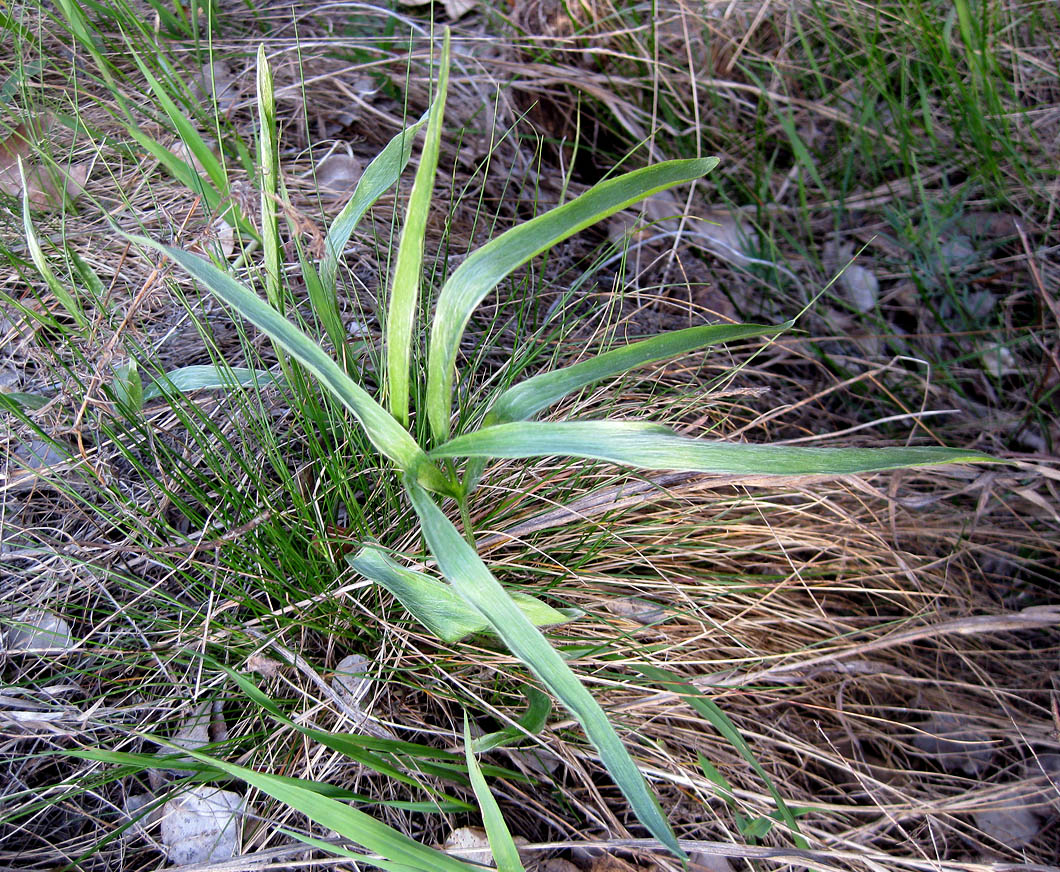 Image of Ranunculus illyricus specimen.