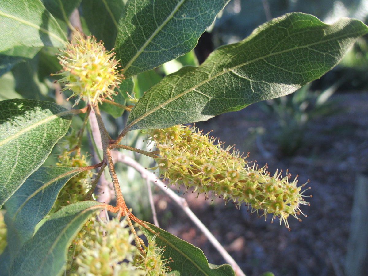 Изображение особи Combretum imberbe.