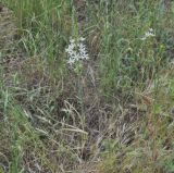 Ornithogalum narbonense