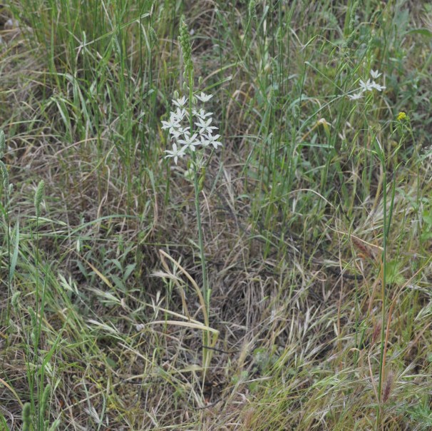 Изображение особи Ornithogalum narbonense.