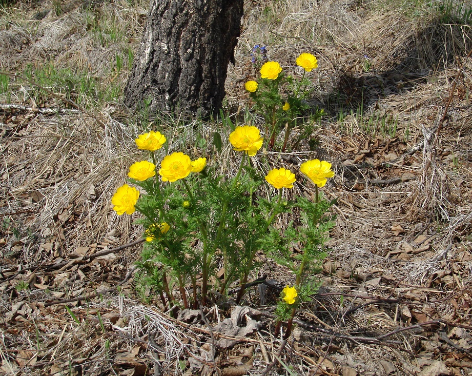 Image of Adonis apennina specimen.