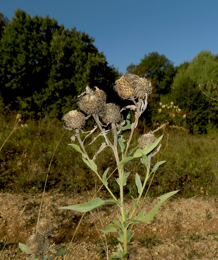 Image of Centaurea abnormis specimen.