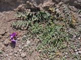 Oxytropis lapponica. Цветущее растение. Таджикистан, Фанские горы, окр. Мутного озера, ≈ 3500 м н.у.м., осыпающийся сухой склон. 02.08.2017.