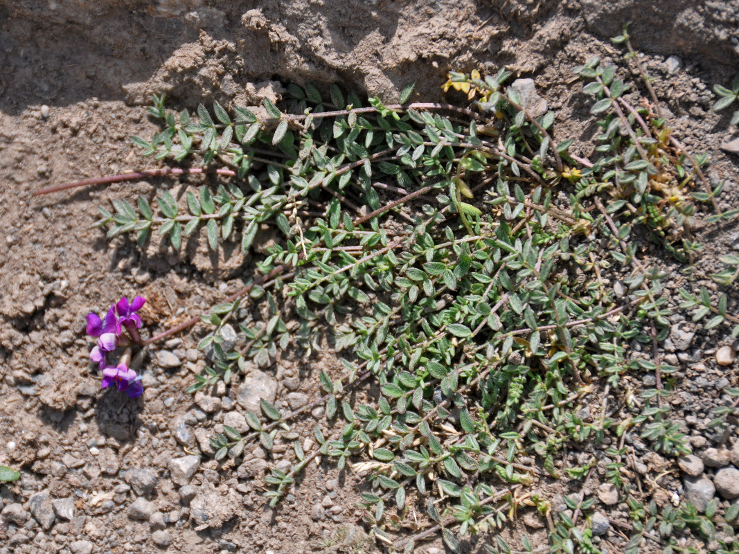 Изображение особи Oxytropis lapponica.