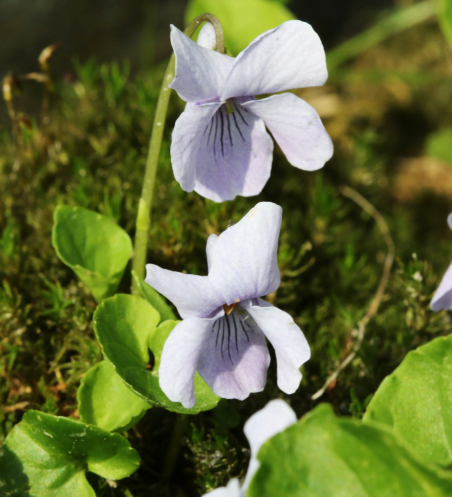 Image of Viola palustris specimen.