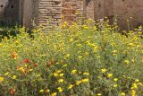 Anacyclus radiatus. Группа цветущих растений. Италия, провинция Рим, археологический парк Остия-Антика (Parco Archeologico di Ostia Antica), дикорастущее. 8 июня 2017 г.