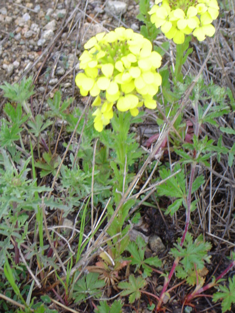 Изображение особи Erysimum ibericum.