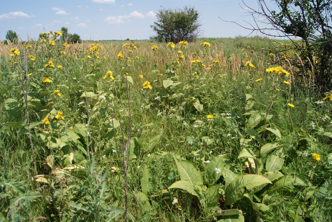 Изображение особи Inula helenium.