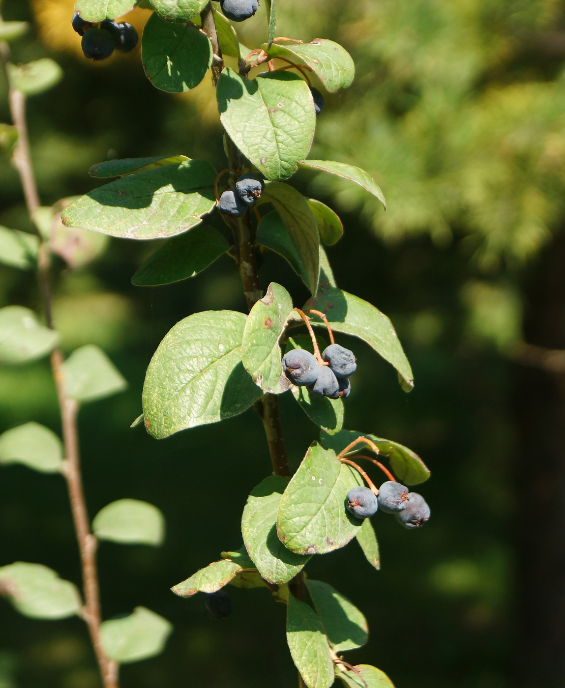 Image of Cotoneaster melanocarpus specimen.