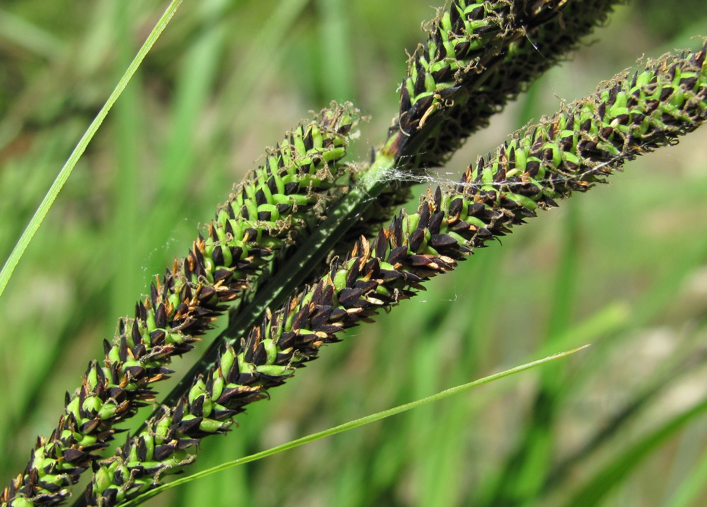 Image of Carex buekii specimen.