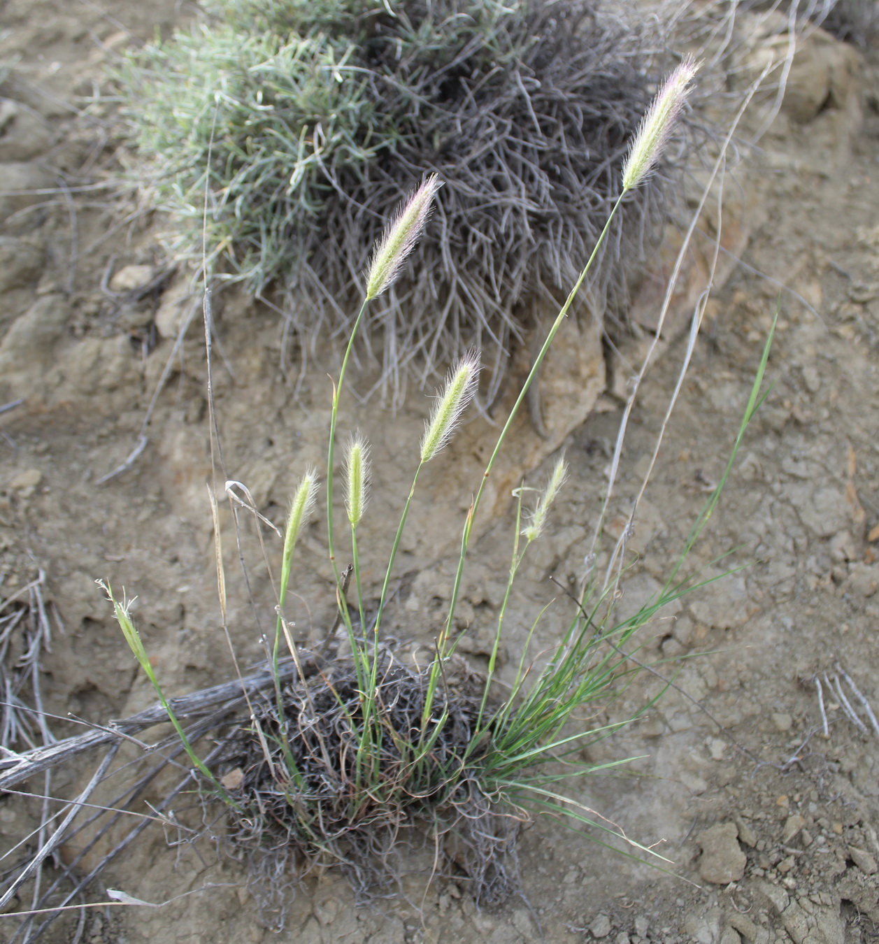 Image of Tetrapogon villosus specimen.