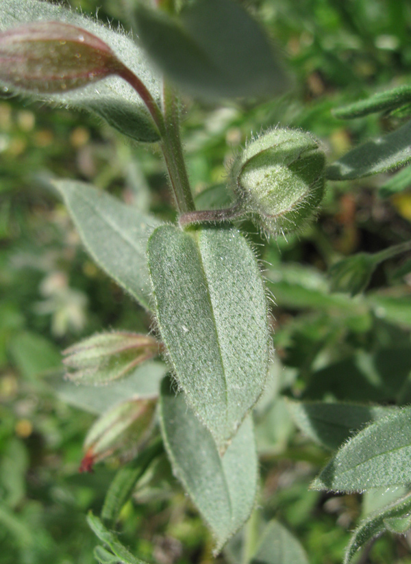 Image of Nonea taurica specimen.