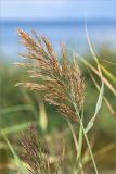 Phragmites australis. Соплодие. Ленинградская обл., Кингисеппский р-н, Кургальский п-ов, побережье Финского зал., песчаный пляж. 18.08.2018.