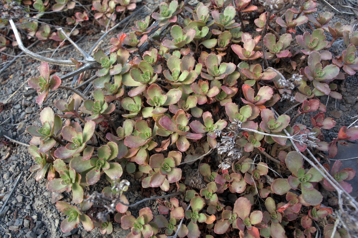 Image of genus Sedum specimen.