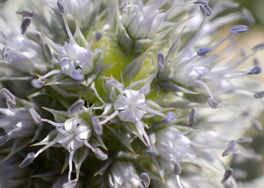 Изображение особи Eryngium maritimum.