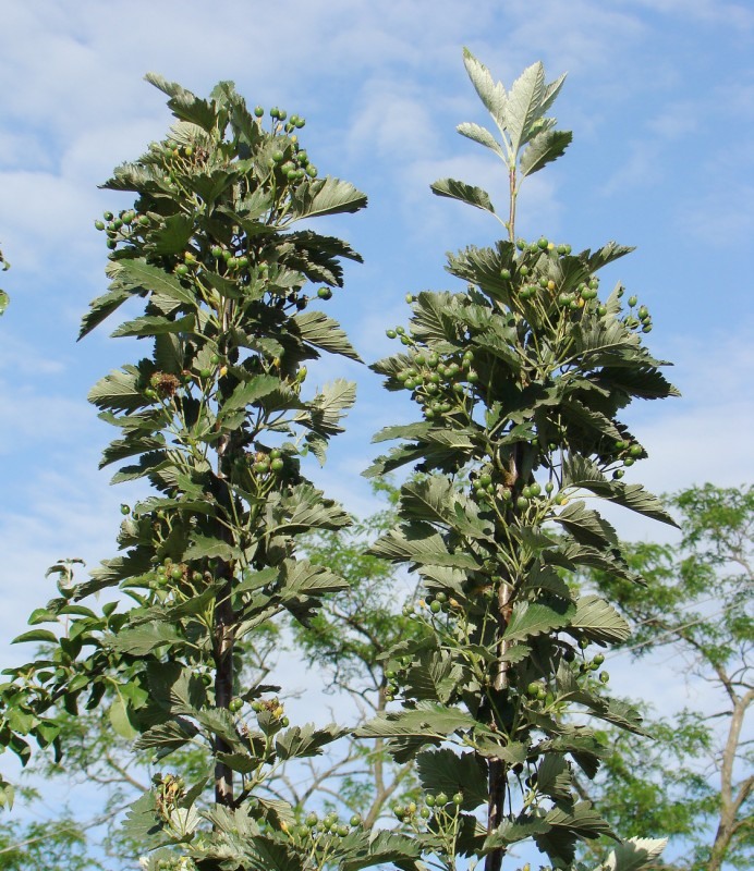 Image of Sorbus intermedia specimen.