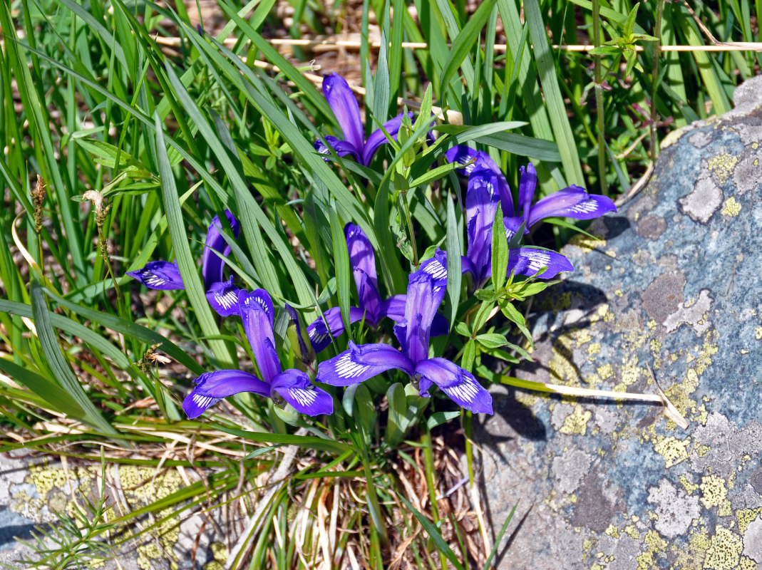 Image of Iris ruthenica specimen.