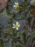 Ranunculus trichophyllus. Цветущее растение. Пермский край, Лысьвенский р-н, окр. с. Кын-завод, р. Кын, мелководье. 22.09.2018.