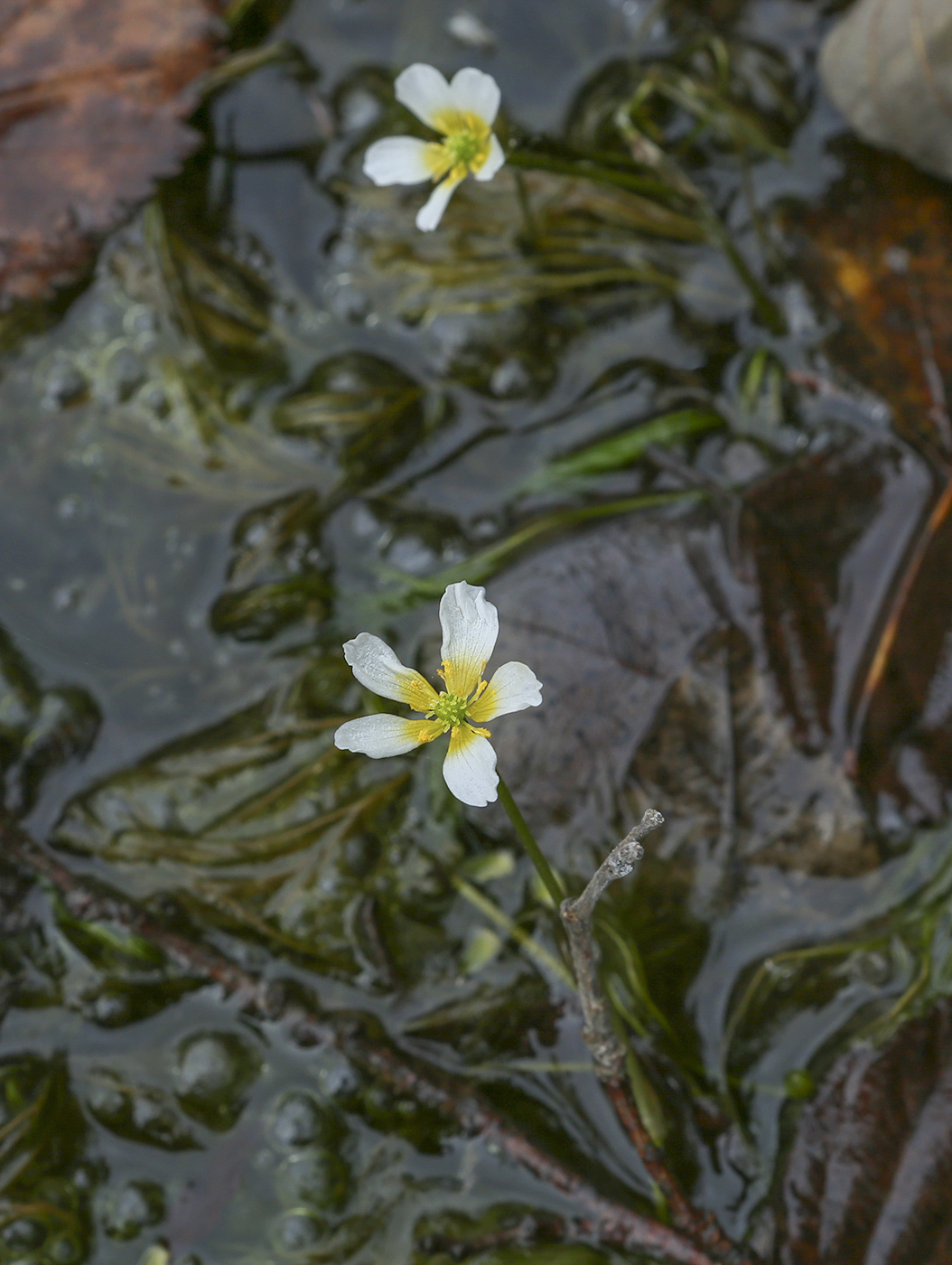 Image of Ranunculus trichophyllus specimen.