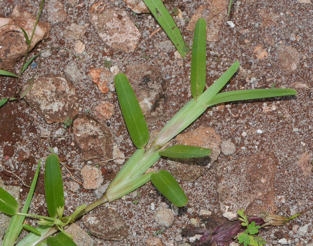 Image of Stenotaphrum dimidiatum specimen.