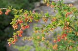 Berberis vulgaris