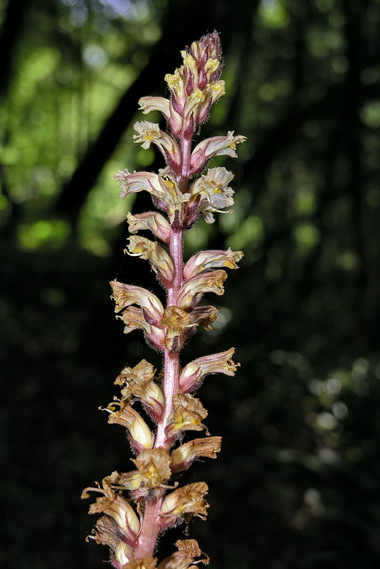 Image of Orobanche hederae specimen.