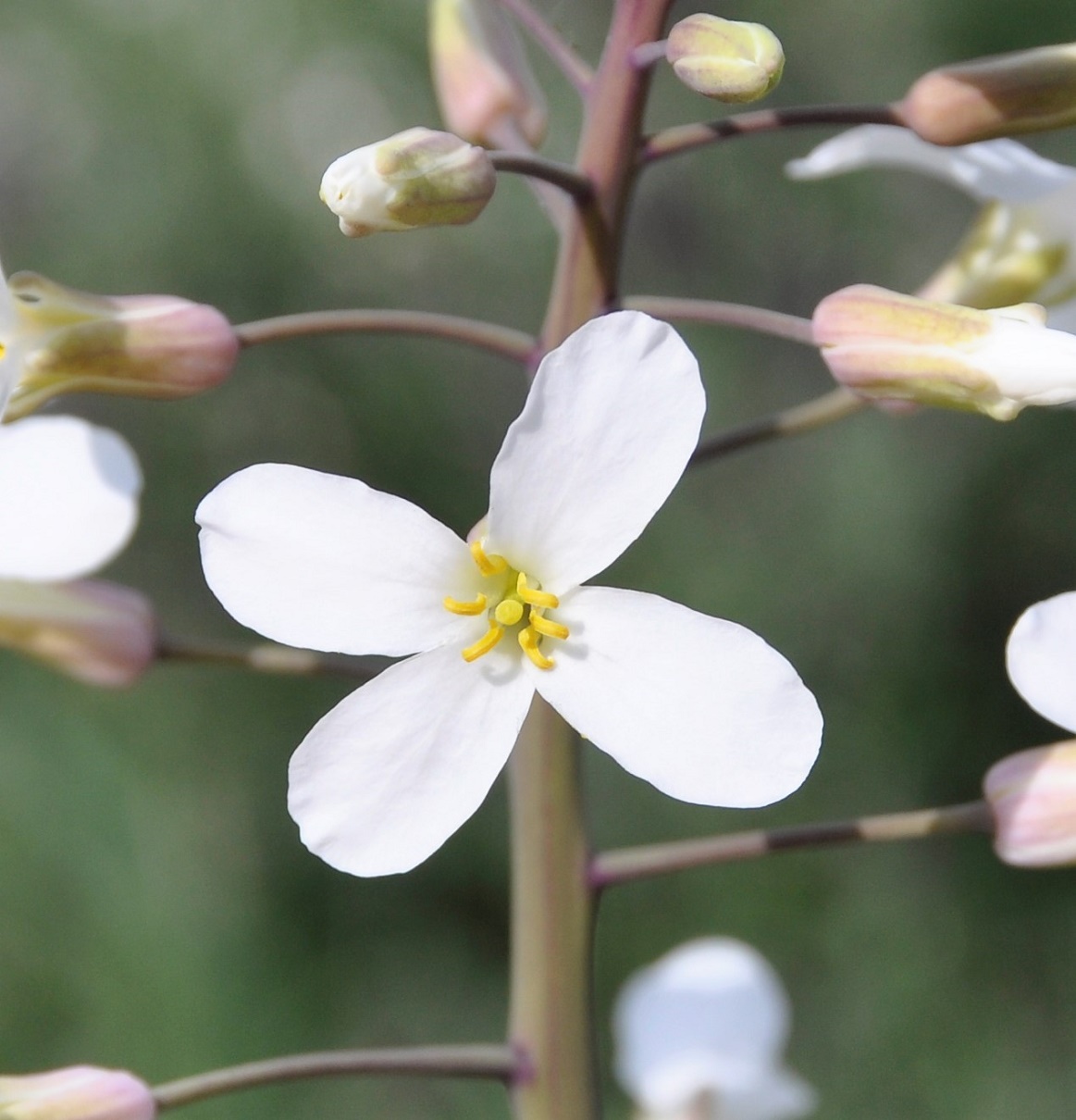 Image of Brassica hilarionis specimen.