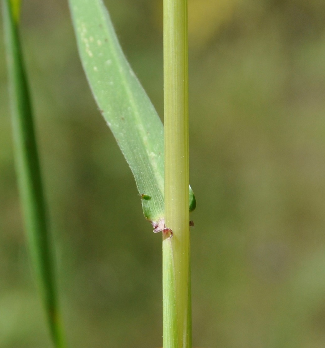 Image of Hordeum bulbosum specimen.