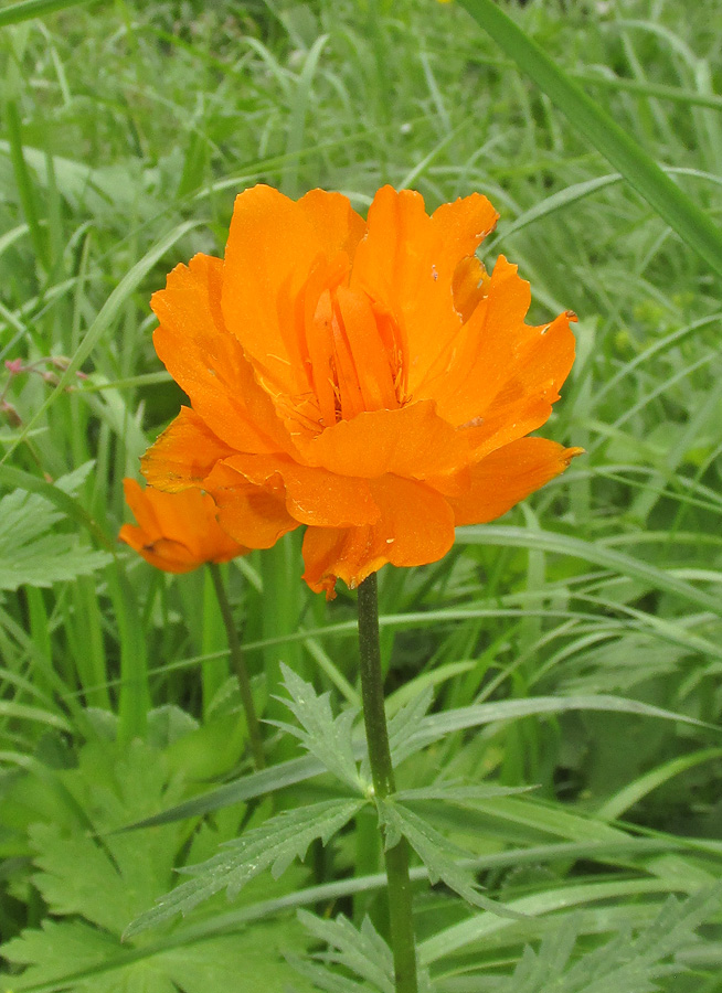 Image of Trollius asiaticus specimen.