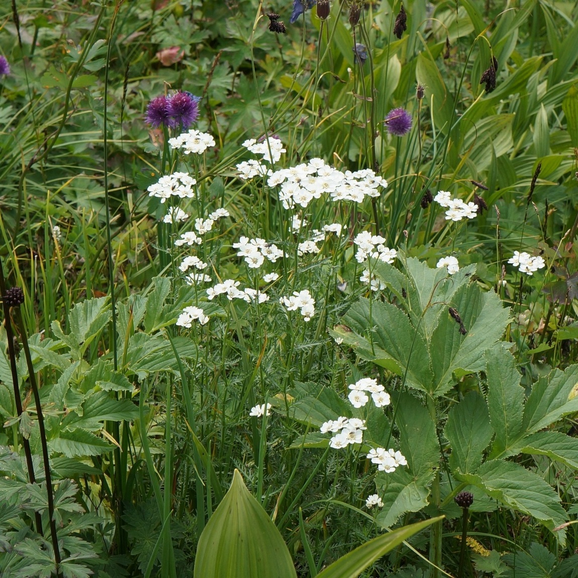 Image of Achillea impatiens specimen.