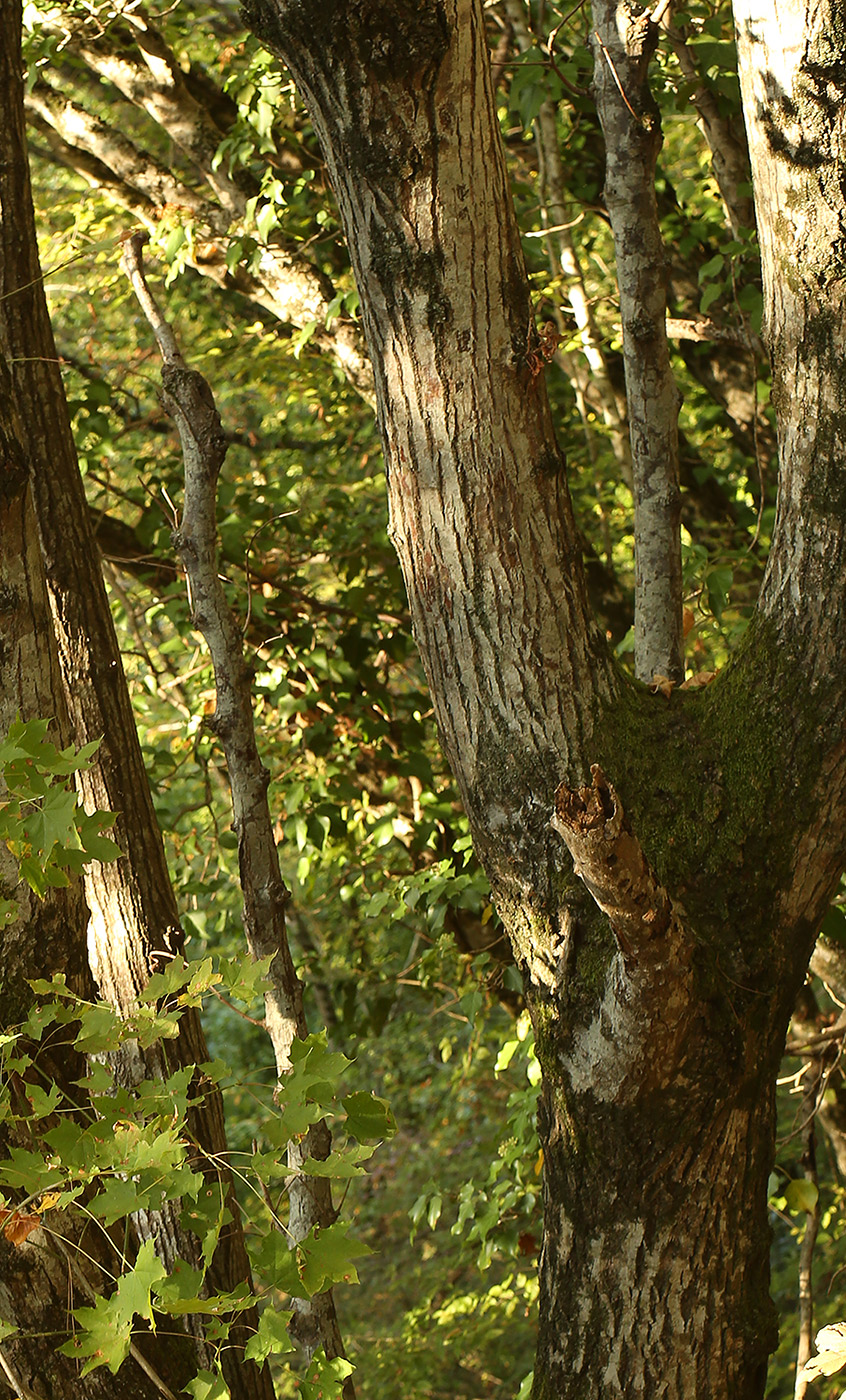 Image of genus Tilia specimen.