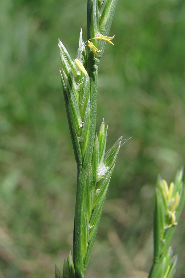 Image of Lolium perenne specimen.