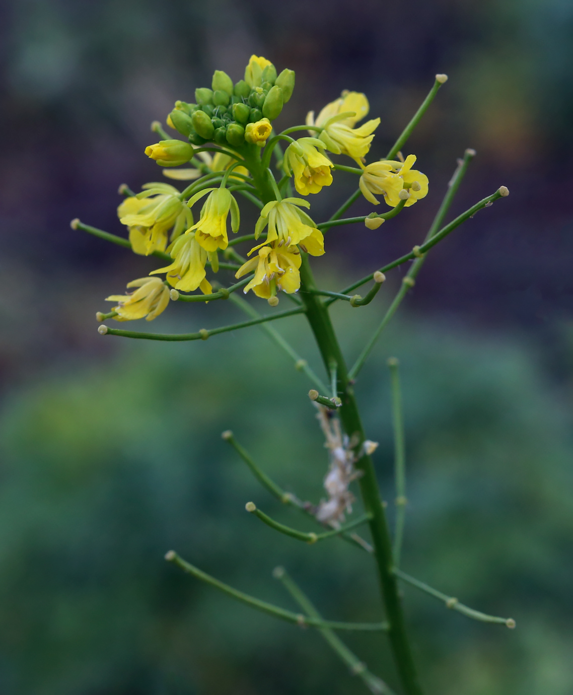 Изображение особи Sisymbrium loeselii.