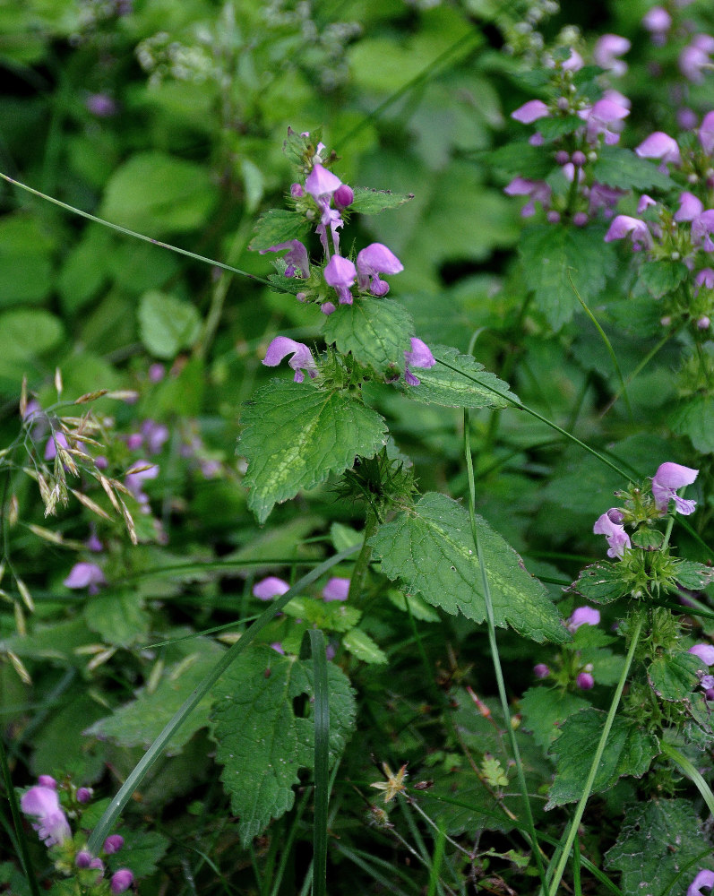 Изображение особи Lamium maculatum.