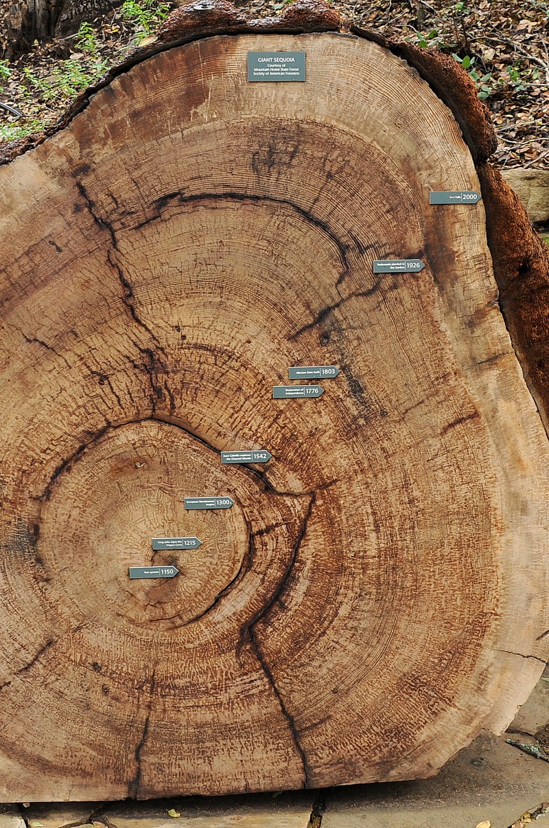 Image of Sequoiadendron giganteum specimen.