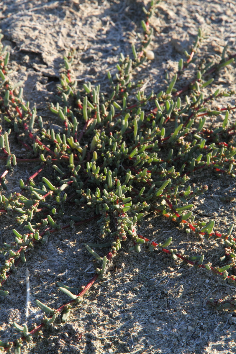 Image of Suaeda pannonica specimen.