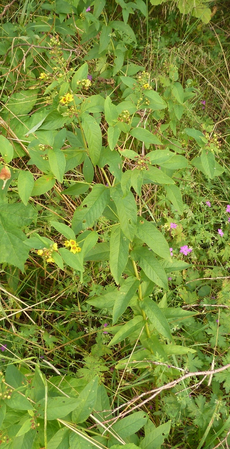 Изображение особи Lysimachia vulgaris.