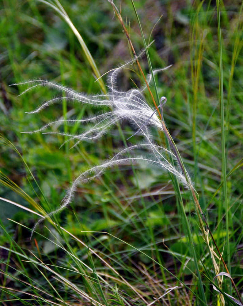 Image of genus Stipa specimen.