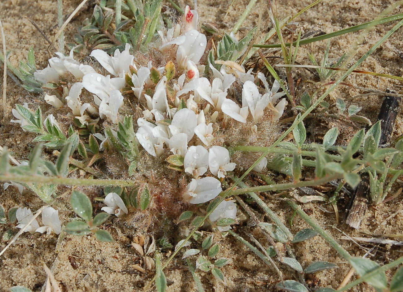 Image of Astragalus scabrisetus specimen.