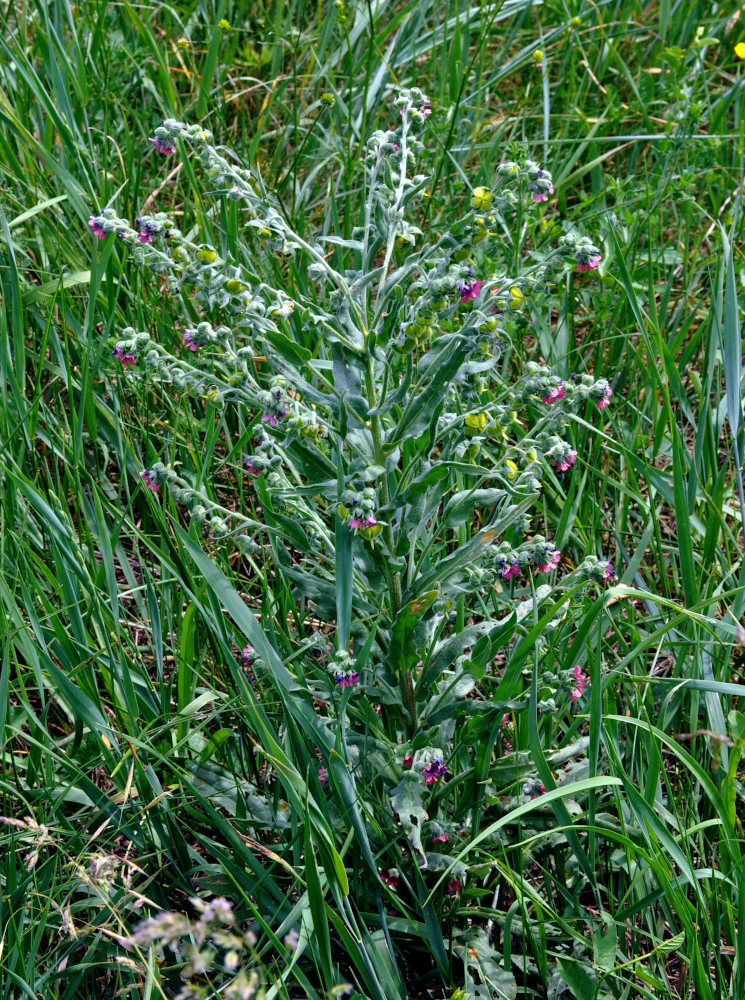 Изображение особи Cynoglossum officinale.